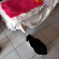 photo de livraison pour Chiens, Chats et Cie