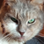 photo animal