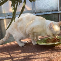 photo de livraison pour STREET CATS