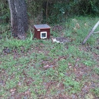 photo de livraison pour Clan du chat libre