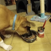 photo de livraison pour Des Cœurs pour les Pattes du 93