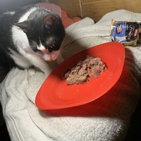 photo de livraison pour Les chats de chez nous