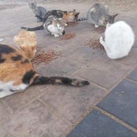 photo de livraison pour ADAN Essaouira