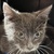 photo animal