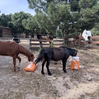 photo de livraison pour Association Faune Rescue