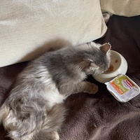photo de livraison pour Les Chats De QUEAUX