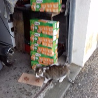 photo de livraison pour Les chats Port-Saint-Louisiens
