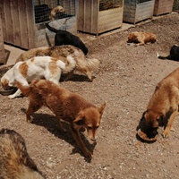 photo de livraison pour Animals voice Macedonia