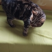 photo de livraison pour Chez Minou