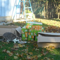 photo de livraison pour Au Paradis Des Chats