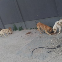photo de livraison pour Civic Initiative Kane Korzo Skopje