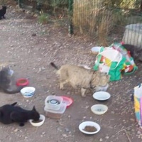 photo de livraison pour Les Chats-Pitresdelavi-Ste