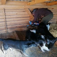 photo de livraison pour Silver Dog Srebrenica
