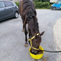 photo de livraison pour Au Bonheur Animal