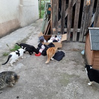 photo de livraison pour Les Chats'nonymes