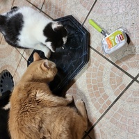 photo de livraison pour Chat de Gout'hier sans Toit