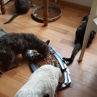 photo de livraison pour Les Copains Félins
