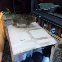 photo de livraison pour Les chats de chez nous