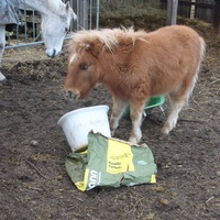 photo de livraison pour Happy Horse Day
