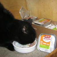 photo de livraison pour Au Bonheur des Chats Libres