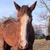 photo animal