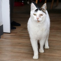 photo de livraison pour Les Chats Libres Condom 32