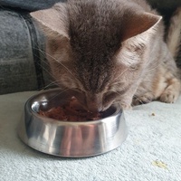 photo de livraison pour Animalove