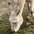 photo animal