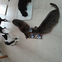 photo de livraison pour Les Amis de Michouette