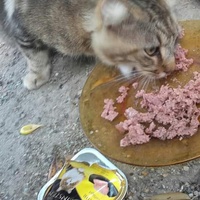 photo de livraison pour Les Chats-Pitresdelavi-Ste
