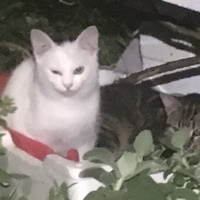 photo de livraison pour Félin Pour L’Hôte