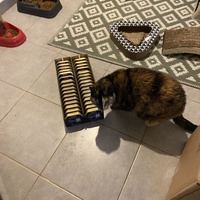 photo de livraison pour Les Chats de Condom 32