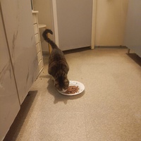photo de livraison pour Protect Cat