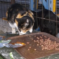 photo de livraison pour L'Ecole du Chat Istreen