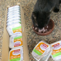 photo de livraison pour Au Bonheur des Chats Libres
