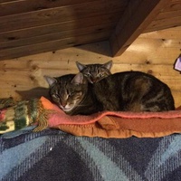 photo de livraison pour Les chats de chez nous