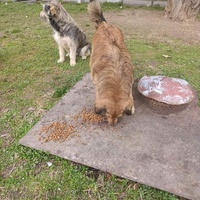 photo de livraison pour Ivana Nikolić