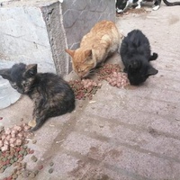 photo de livraison pour ADAN Essaouira