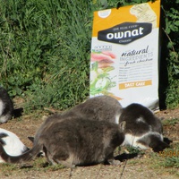 photo de livraison pour Protection Animale Amélienne