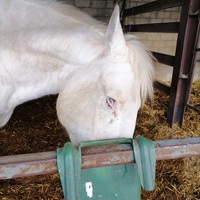 photo de livraison pour Au Bonheur Animal