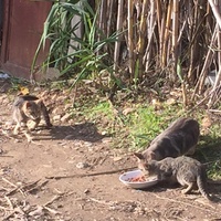 photo de livraison pour Ecole du Chat des Alpilles