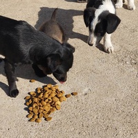 photo de livraison pour Spaske