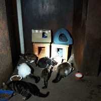 photo de livraison pour Les Chats Libres de la Canterrane
