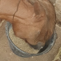photo de livraison pour Les Galopades