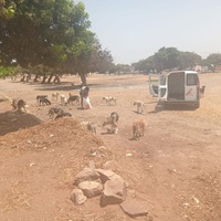 photo de livraison pour Comme Chiens et Chats Maroc