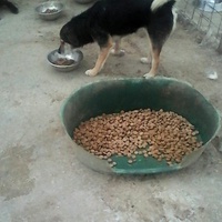 photo de livraison pour Animal Shields Oradea