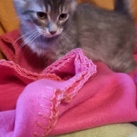 photo de livraison pour Amis de Myrtille