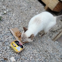 photo de livraison pour Chats errants du val du crenu
