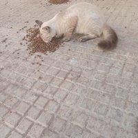 photo de livraison pour Comme Chiens et Chats Maroc