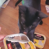 photo de livraison pour Les Chats-Pitresdelavi-Ste